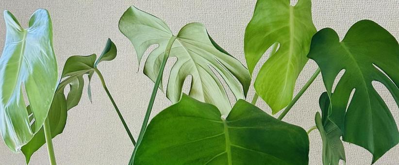 モンステラ モンステラ モンステラ,観葉植物,植物の写真素材