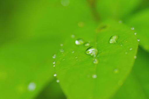 雫と葉っぱ 水滴,葉,雫の写真素材