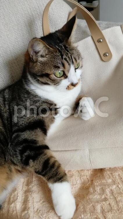 ソファでテレビを見てる猫 猫,ネコ,ねこの写真素材