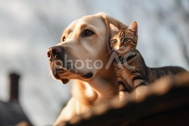 仲好しイヌと子猫 動物,ネコ,生き物の写真素材