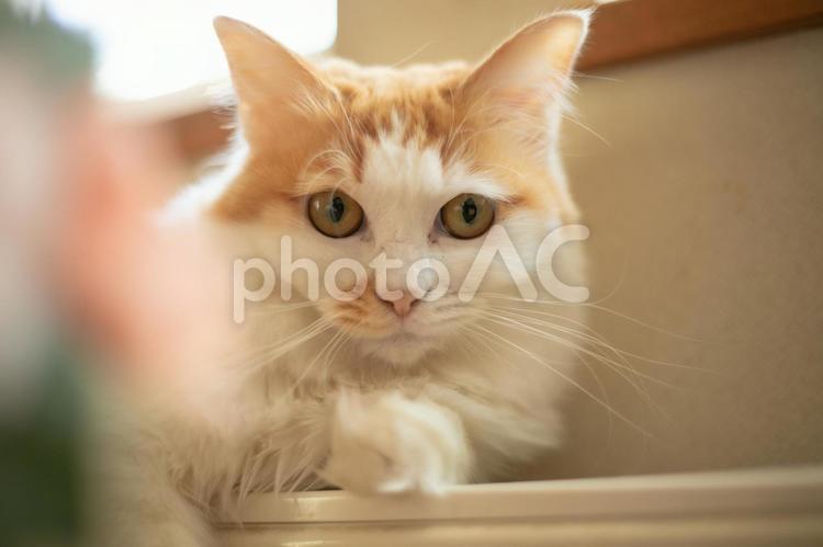 うちのミコちゃん① ねこ,かわいい,茶トラの写真素材