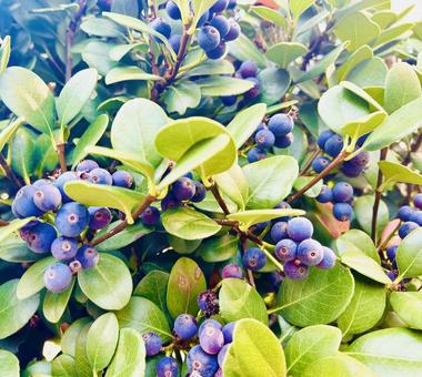 シャリンバイ シャリンバイ,実,ブルーの写真素材