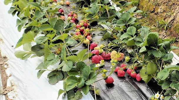 Strawberry picking 012, dâu tây, strawberry đón khách, dâu, JPG