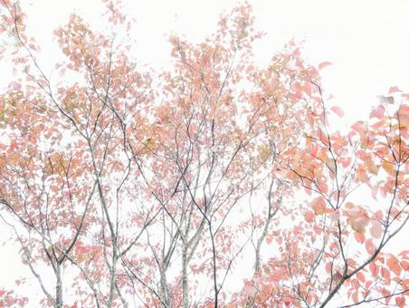 白い背景の紅葉 紅葉,落葉樹,白の写真素材