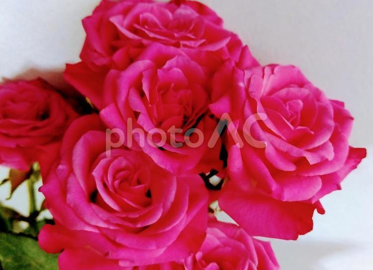 かわいらしい薔薇 薔薇,素材,背景の写真素材