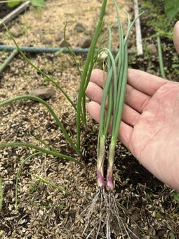 市民農園で栽培した赤玉ねぎの苗 玉ねぎ,赤玉ねぎ,苗の写真素材