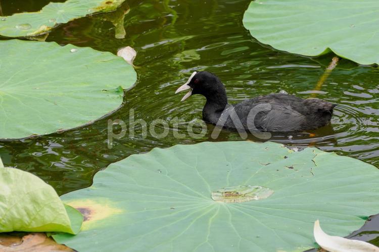 オオバン(23) 鳥,オオバン,野鳥の写真素材