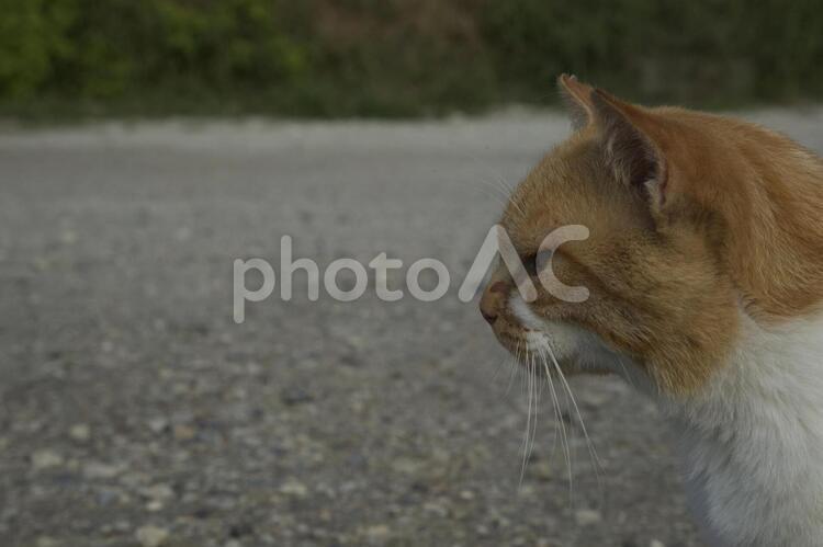 考える野良猫ちゃん　 猫,ねこ,ネコの写真素材