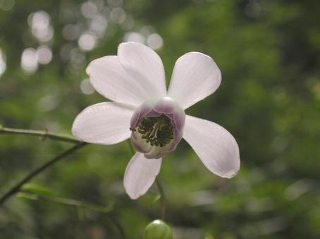 レンゲショウマ・蓮華升麻　接写 野草,落葉林内,下向きの写真素材