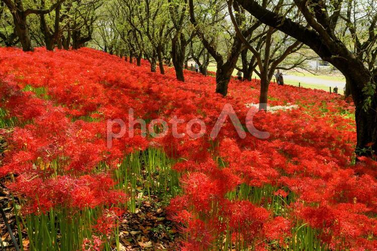 権現堤の彼岸花 自然,風景,季節の写真素材