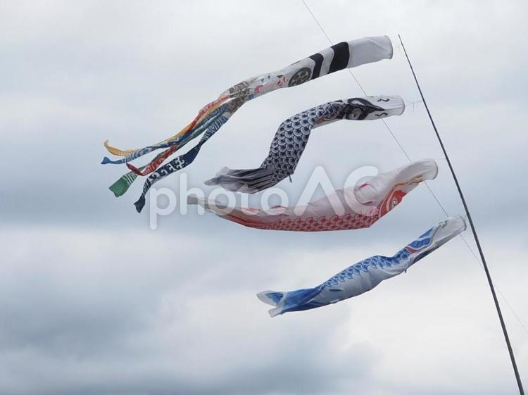 暴れるこいのぼり 鯉のぼり,こどもの日,風の写真素材