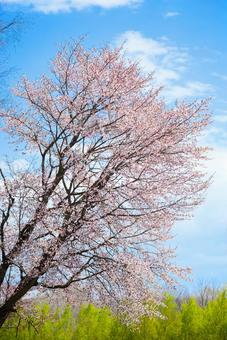 桜と青空 桜,花,春の写真素材
