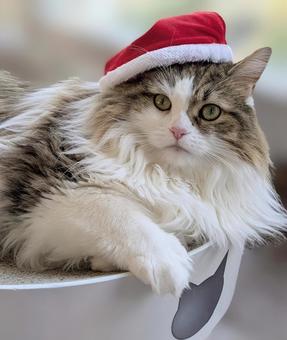 サンタの帽子をかぶる猫 猫,帽子,ペットの写真素材