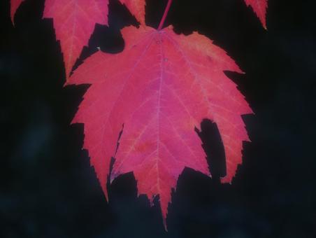 楓の紅葉のアップ 楓の紅葉のアップの写真