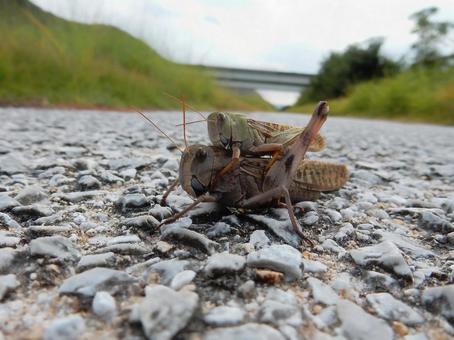 【昆虫写真】これぞ おんぶバッタ トノサマバッタ,バッタ,昆虫の写真素材