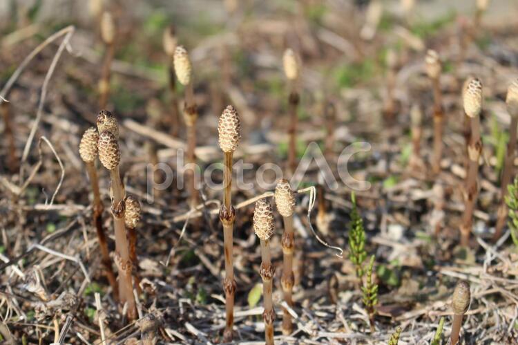 つくしんぼ3【土筆】 つくし,土筆,植物の写真素材