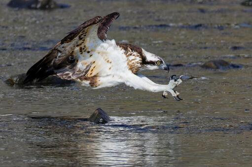 足を伸ばして爪を広げるミサゴ ミサゴ,鶚,ウオタカの写真素材