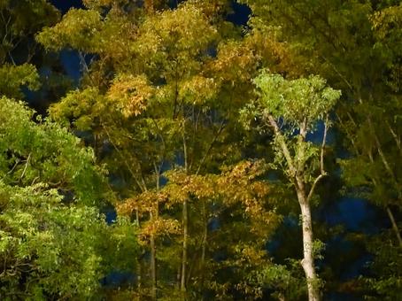 夜の木々 夜,木,林の写真素材