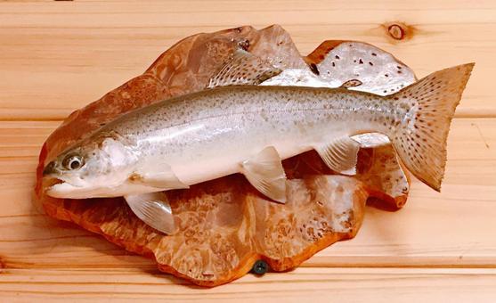 剥製 剥製,標本,ニジマスの写真素材