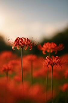 秋陽をまとう曼珠沙華 秋陽をまとう曼珠沙華の写真