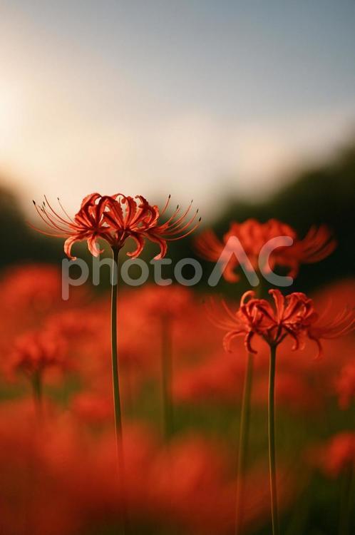 秋陽をまとう曼珠沙華 彼岸花,曼珠沙華,赤い花の写真素材