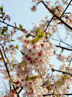 3月上旬。葉桜の始まる早咲きの玉縄桜 サクラ,木,花の写真素材
