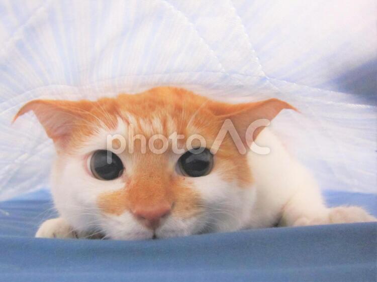隠れている猫 隠れている猫,猫,可愛いの写真素材