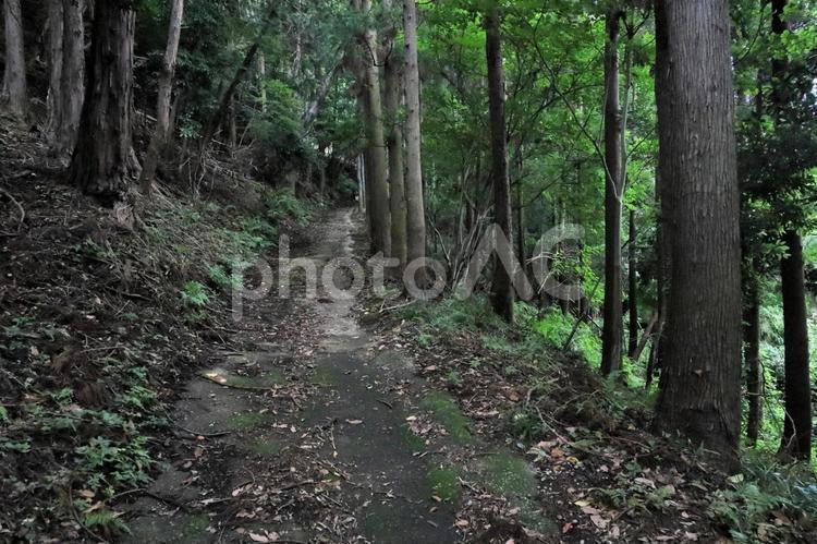 山の木々 聖峰,木,木々の写真素材