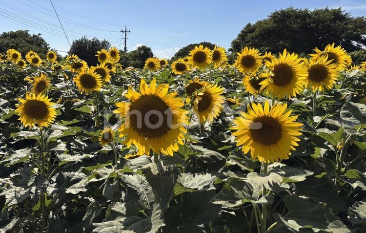 夏の日差しの下で咲くひまわり 風景,自然,ひまわりの写真素材