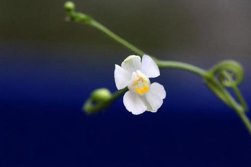 フウセンカズラ花 フウセンカズラ花の写真