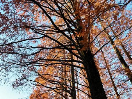 見上げるメタセコイア 見上げるメタセコイア 空,見上げる,メタセコイアの写真素材