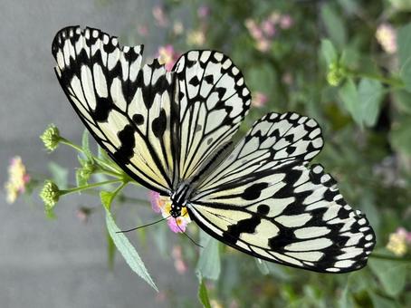 オオゴマダラ オオゴマダラの写真