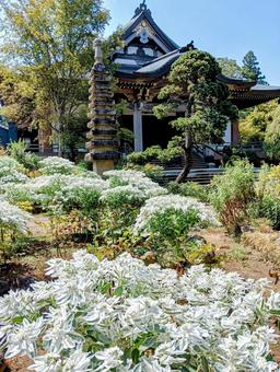 ハツユキソウとお寺 柏市観音寺 夏 ハツユキソウとお寺 柏市観音寺 夏の写真