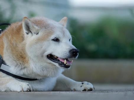 笑顔の柴犬 笑顔の柴犬 犬,柴犬,笑うの写真素材