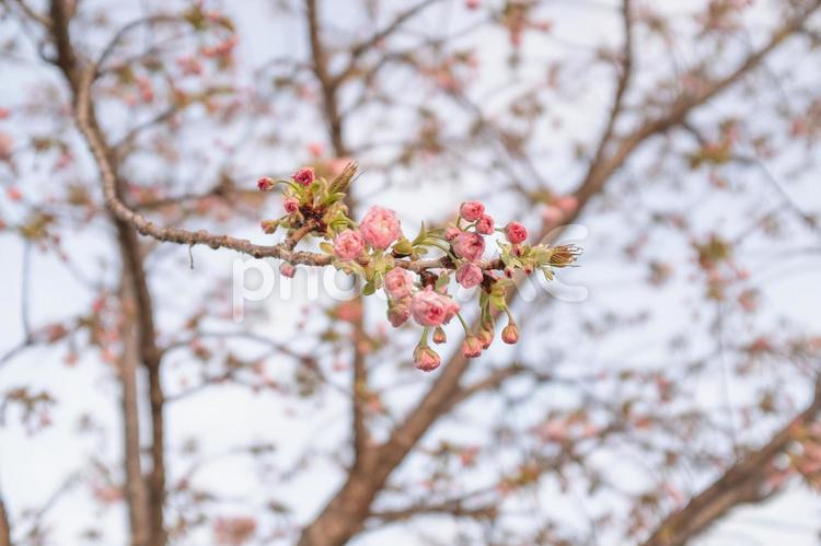 春の訪れを感じる満開の桜。 桜,春,お花見の写真素材