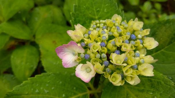 紫陽花 紫陽花 あじさい,紫陽花,ピンクの写真素材