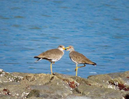 海辺に降り立った2羽のケリ 海辺に降り立った2羽のケリ ケリ,野鳥,動物の写真素材