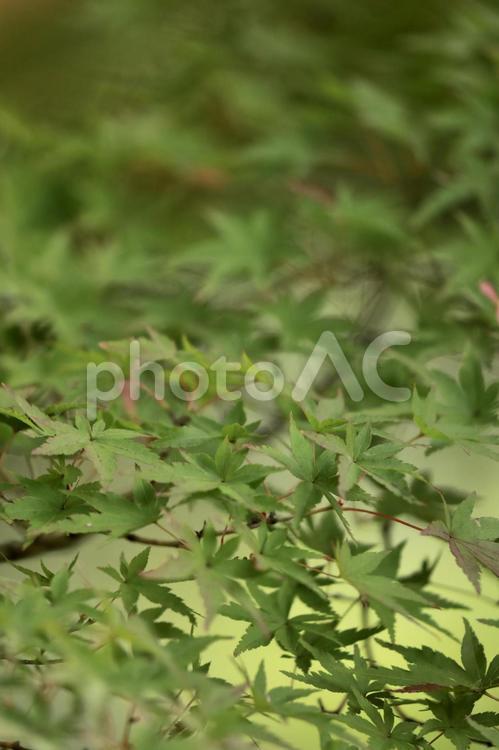 早秋の緑のもみじ もみじ,紅葉,緑の写真素材