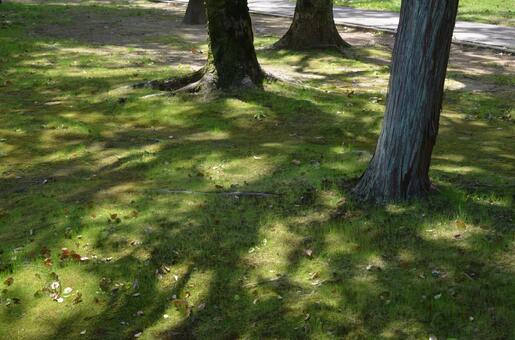 木漏れ日と芝生2の写真