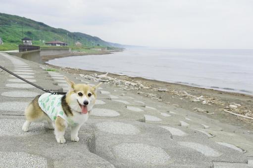 コーギー にしん街道 コーギー にしん街道 コーギー,にしん街道,海岸の写真素材
