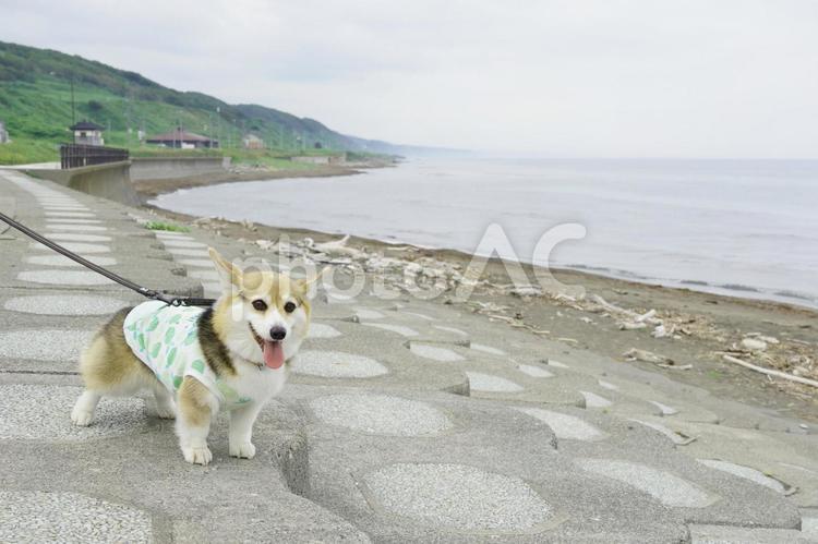 コーギー　にしん街道 コーギー,にしん街道,海岸の写真素材
