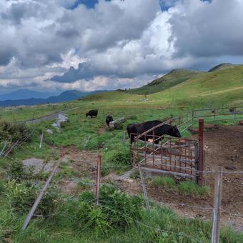 四国カルストの放牧風景 四国カルストの放牧風景の写真
