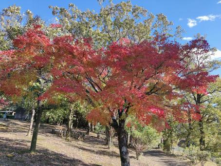 紅葉 紅葉の写真