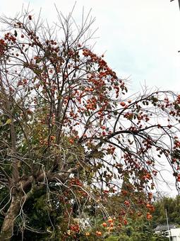 柿の木 柿の木,カキ,柿の写真素材