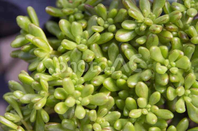 多肉植物　小人の祭り 多肉植物,小人の祭り,植物の写真素材