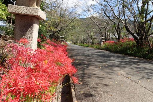 石灯籠と彼岸花 石灯籠と彼岸花の写真