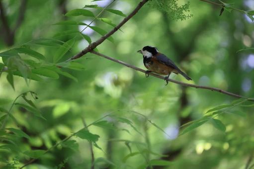 緑の木々の枝にとまる虫をくわえたヤマガラ 緑の木々の枝にとまる虫をくわえたヤマガラの写真