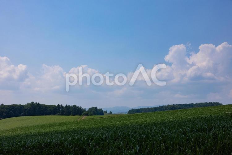 北海道の風景 北海道,草原,青空の写真素材