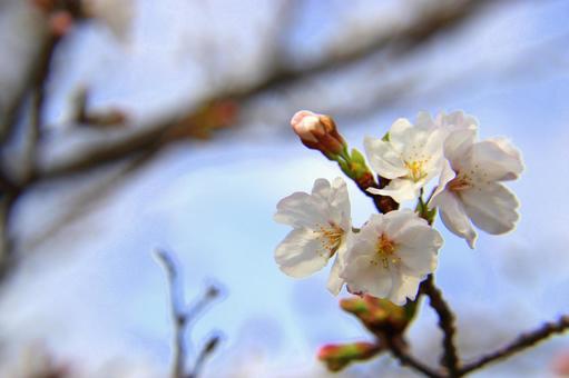 満開の桜の花 満開の桜の花の写真