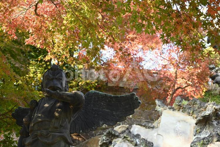 鎌倉　建長寺　半僧坊　紅葉 鎌倉,建長寺,半僧坊の写真素材